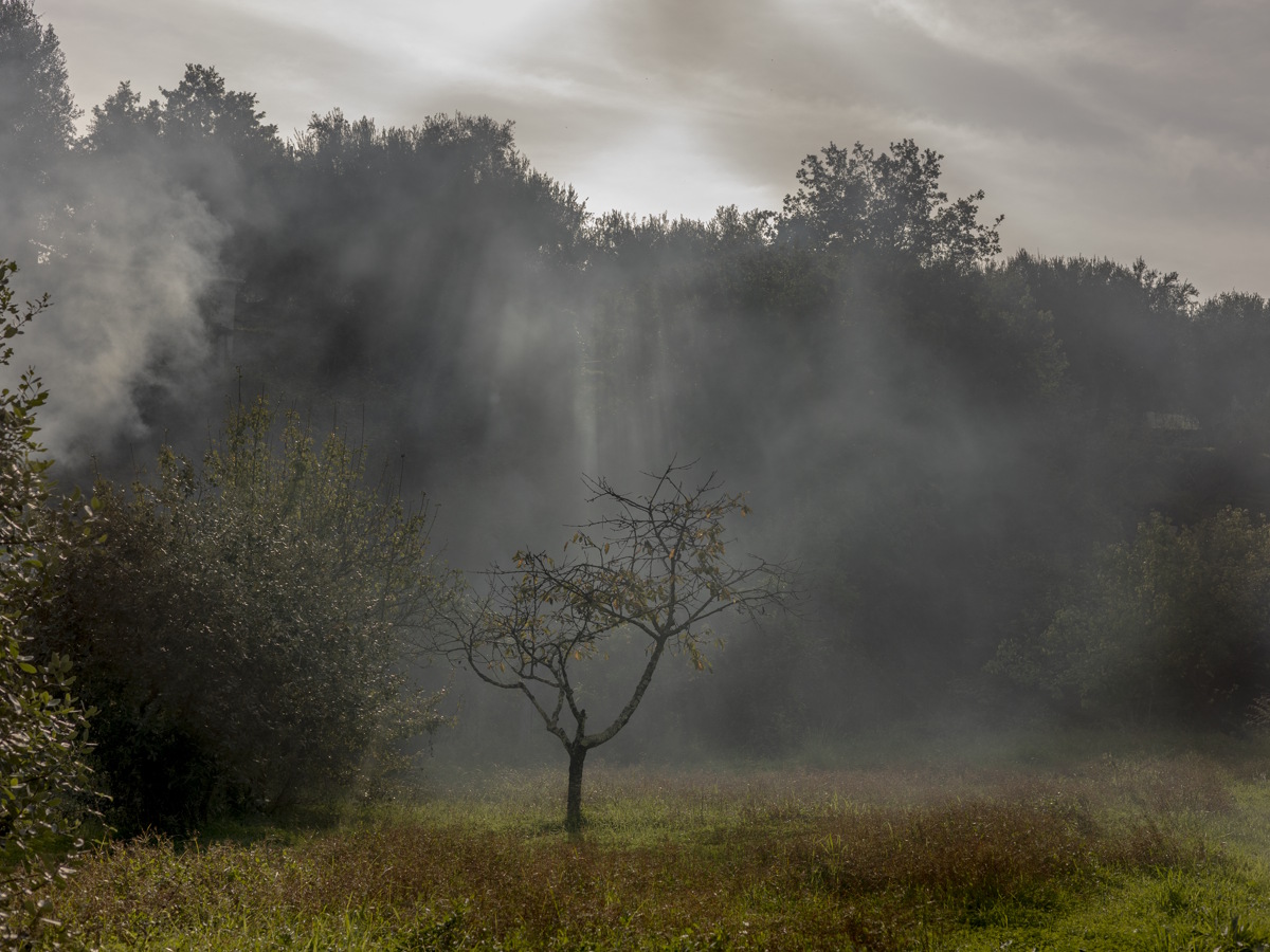 Fabiola Ferrero (Venezuela), vincitrice XVI Premio IILA-Fotografia. Dalla serie “Buscando los olivos”, 2024