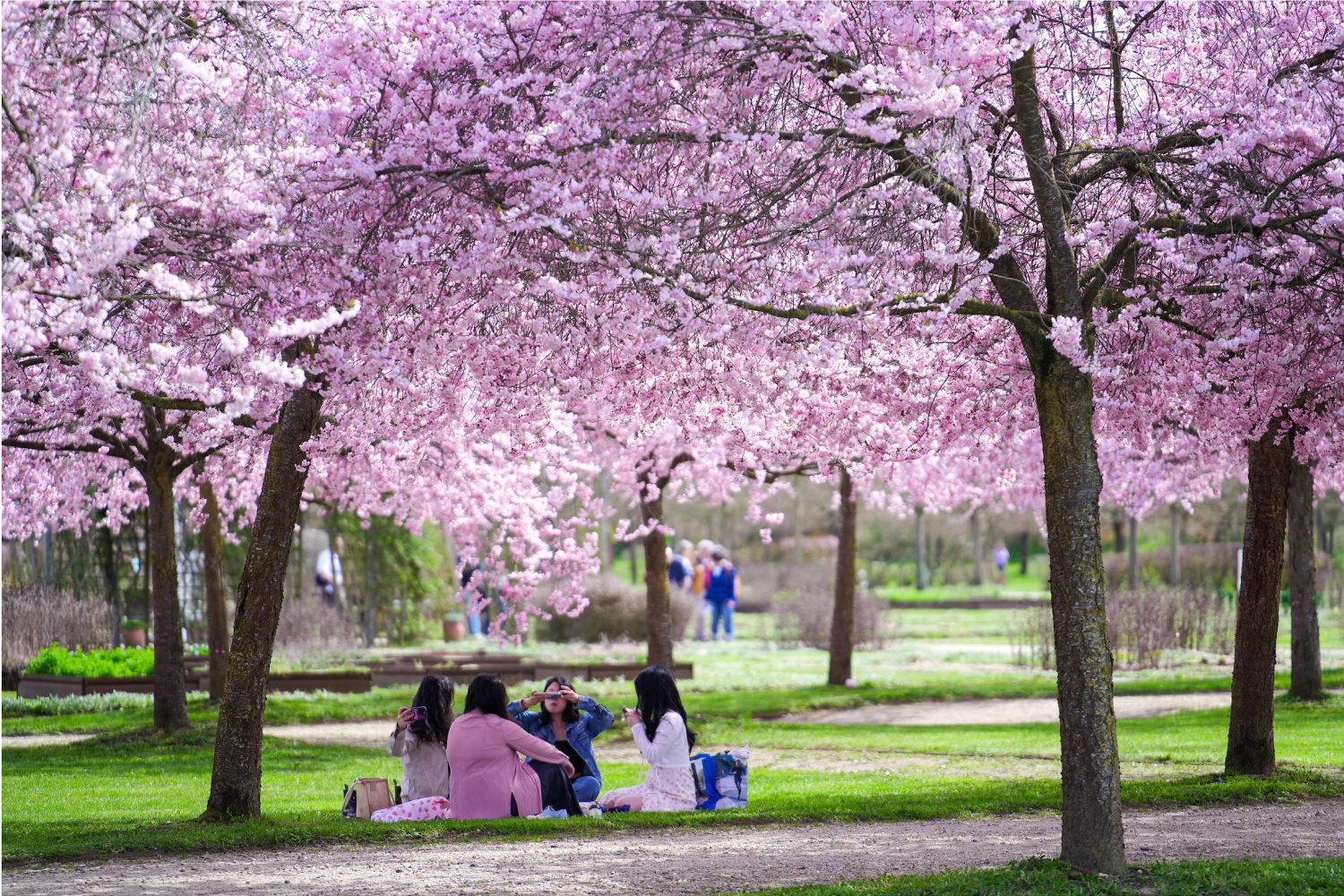 Dettaglio dei fiori di ciliegio in fiore nei Giardini della Reggia di Venaria